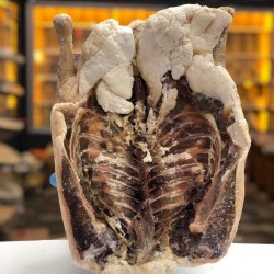 kars kazı 2500-3500 gr arası kars kazı 2500-3500 gr arası